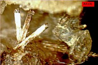/album/galerie-photos/le-moneste-rutile-9712-mod1-jpg1/
